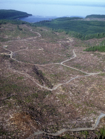 Aerial View Of Clearcut Forest With Logging Roads And Ocean by Stephen Sharnoff Pricing Limited Edition Print image