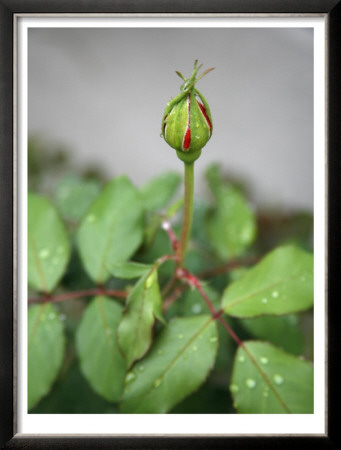 Dewy Rosebud by Nicole Katano Pricing Limited Edition Print image