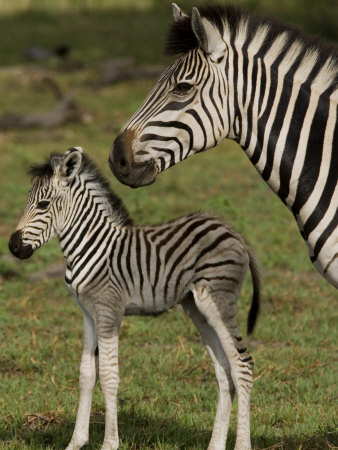 Adult And Juvenile Burchell's Or Common Zebra by Beverly Joubert Pricing Limited Edition Print image