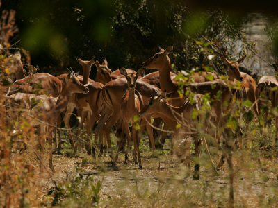 Herd Of Impala (Aepyceros Melanpus) by Beverly Joubert Pricing Limited Edition Print image