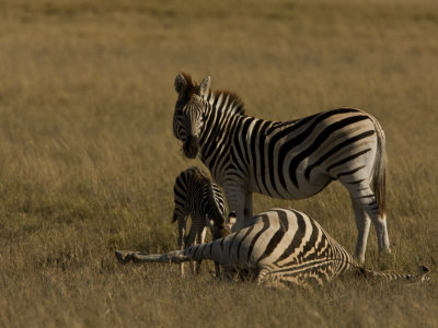 Young And Adult Burchell's Zebra Investigate A Zebra Carcass by Beverly Joubert Pricing Limited Edition Print image