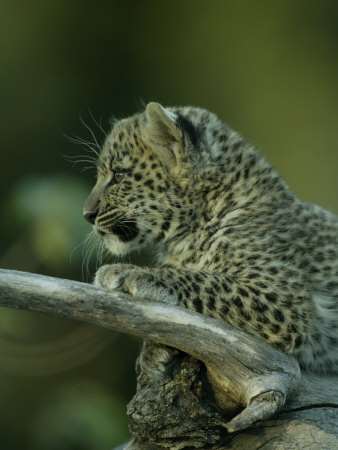 Leopard Cub Sits On Tree Branch by Beverly Joubert Pricing Limited Edition Print image