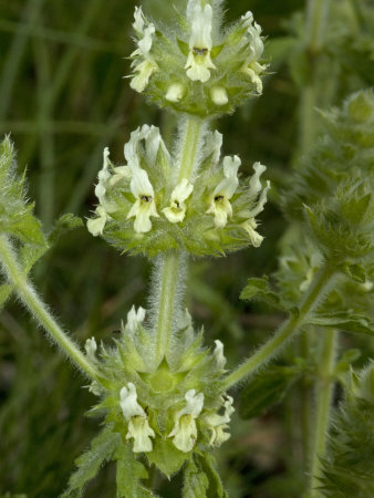 Tiny Pale Yellow Flowers Of Sideritis Hyssopifolia by Stephen Sharnoff Pricing Limited Edition Print image