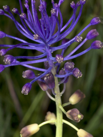 Purple Flowers Of Muscari Comosum by Stephen Sharnoff Pricing Limited Edition Print image