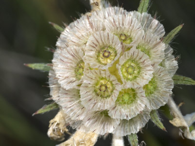 Fruits Of A Species Of Scabiosa by Stephen Sharnoff Pricing Limited Edition Print image
