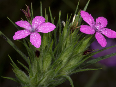 Close-Up Of Bright Pink Flowers Of Dianthus Armeria, Or Deptford Pink by Stephen Sharnoff Pricing Limited Edition Print image