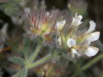 Flowers Of Dorycnium Hirsutum, The Hairy Canary Clover, Or Gray Broom by Stephen Sharnoff Pricing Limited Edition Print image