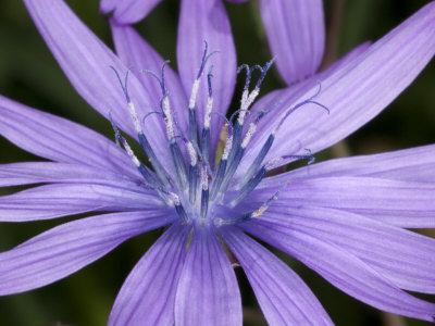 Cichorium Intybus, La Chicore Sauvage, Or Wild Chicory by Stephen Sharnoff Pricing Limited Edition Print image