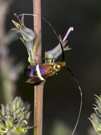 Close-Up Of A Fairy Moth, Adela Aldrovandella by Stephen Sharnoff Pricing Limited Edition Print image