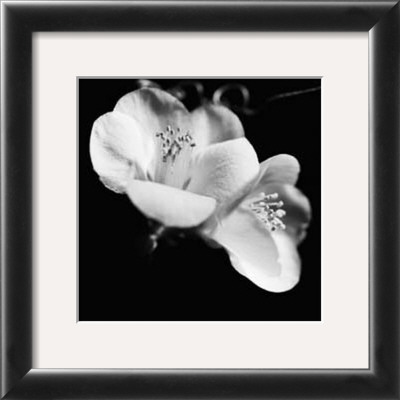 Quince Blossoms Vi by Renee Stramel Pricing Limited Edition Print image