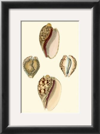 Cymbidum Shells by Lovell Reeve Pricing Limited Edition Print image