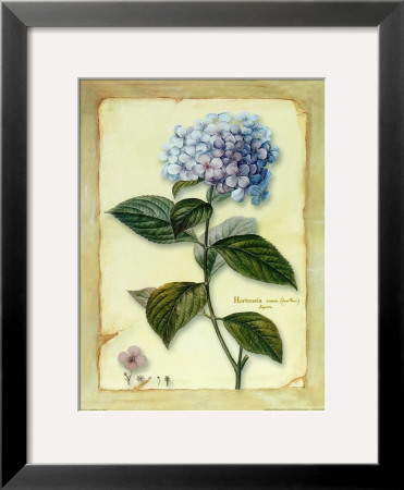 Hortensia by Cesano Boscone Pricing Limited Edition Print image