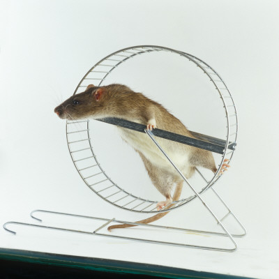 Agouti Tame Rat Climbing In Exercise Wheel by Jane Burton Pricing Limited Edition Print image