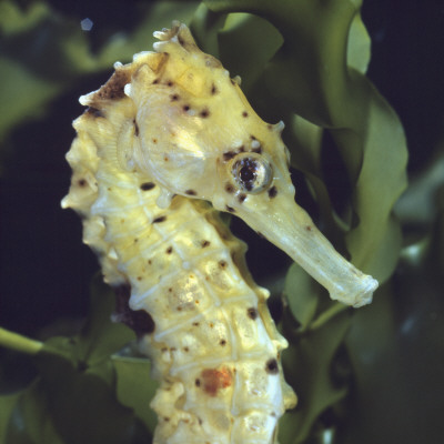 Spotted Seahorse Light Colour Phase, Head Portrait, From Indo-Pacific by Jane Burton Pricing Limited Edition Print image