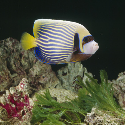 Emperor Angelfish Captive, From Indo-Pacific by Jane Burton Pricing Limited Edition Print image