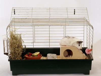 Abyssinian Guinea Pig In Cage by Steimer Pricing Limited Edition Print image
