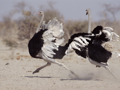 Two Male Ostriches Running During Dispute, Etosha National Park, Namibia by Tony Heald Pricing Limited Edition Print image