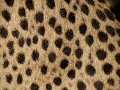 Cheetah Fur Detail by Tony Heald Pricing Limited Edition Print image