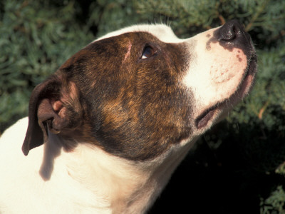 Staffordshire Bull Terrier Looking Up by Adriano Bacchella Pricing Limited Edition Print image