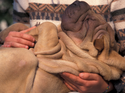 Shar Pei Puppy Lying On Its Back And Being Cuddled, Showing Excess Skin by Adriano Bacchella Pricing Limited Edition Print image