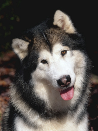 Alaskan Malamute Dog Portrait, Illinois, Usa by Lynn M. Stone Pricing Limited Edition Print image