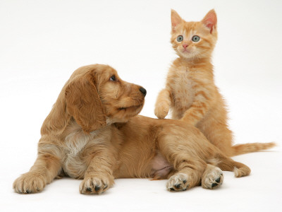 Ginger Kitten With Golden Cocker Spaniel Puppy by Jane Burton Pricing Limited Edition Print image