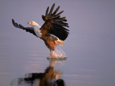 African Fish Eagle Hunting Fish, Chobe National Park, Botswanna by Tony Heald Pricing Limited Edition Print image
