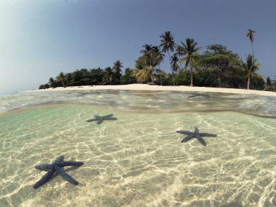 Three Seastars In Shallow Coastal Waters, Philippines, Split- Level Shot by Jurgen Freund Pricing Limited Edition Print image