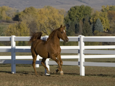 Chestnut Arabian Gelding Cantering In Field, Boulder, Colorado, Usa by Carol Walker Pricing Limited Edition Print image