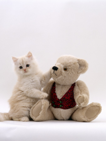 Domestic Cat, Cream Fluffy Kitten With Teddy Bear by Jane Burton Pricing Limited Edition Print image