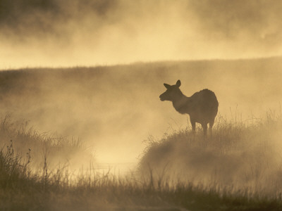 Elk / Red Deer Female In Mist At Dawn, Yellowstone National Park, Wy, Usa, North America by Pete Cairns Pricing Limited Edition Print image