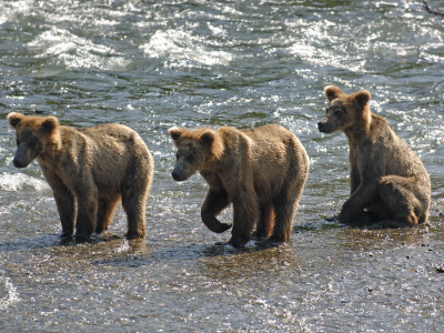 Three Grizzly Bear, Cubs (2-Year) Salmon Brooks River, Katmai National Park, Alaska, Usa by Eric Baccega Pricing Limited Edition Print image