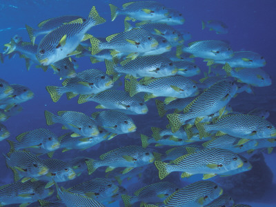 Schooling Lined Sweetlips, Great Barrier Reef, Australia by Jurgen Freund Pricing Limited Edition Print image