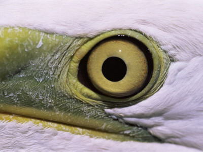 Great Egret, Close Up Of Eye, Pusztaszer, Hungary by Bence Mate Pricing Limited Edition Print image