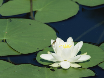 White Water Lily, Switzerland by Rolf Nussbaumer Pricing Limited Edition Print image