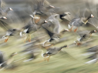 White Fronted Geese, Taking Off From Field, Europe by Dietmar Nill Pricing Limited Edition Print image