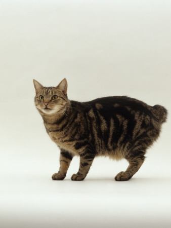 Domestic Cat, Tabby Manx No Tail by Jane Burton Pricing Limited Edition Print image