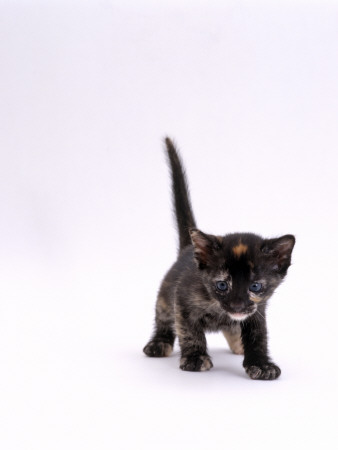 Domestic Cat, 5-Week, Tortoiseshell Kitten by Jane Burton Pricing Limited Edition Print image