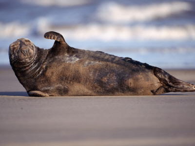 Grey Seal Lying On Beach, Uk by Pete Cairns Pricing Limited Edition Print image