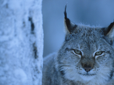 Lynx Portrait, Sweden by Staffan Widstrand Pricing Limited Edition Print image