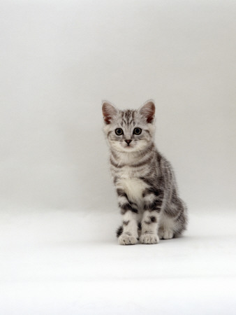 Domestic Cat, 8-Week Silver Tabby Male Kitten by Jane Burton Pricing Limited Edition Print image