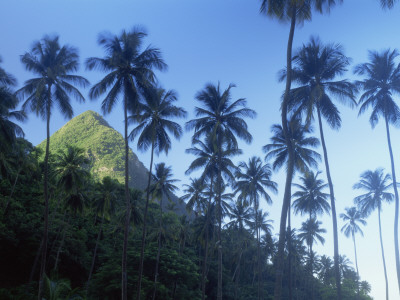 Palm Trees With Petit Piton Peak Behind, St. Lucia, West Indies by Jeremy Walker Pricing Limited Edition Print image