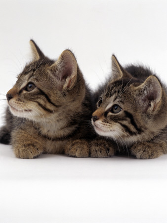 Two 9-Week Wild Cat Kittens by Jane Burton Pricing Limited Edition Print image