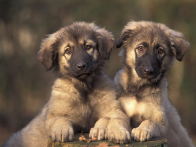 Domestic Dogs, Two Owatcha Puppies (Malamute And Wolf Mix) by Adriano Bacchella Pricing Limited Edition Print image