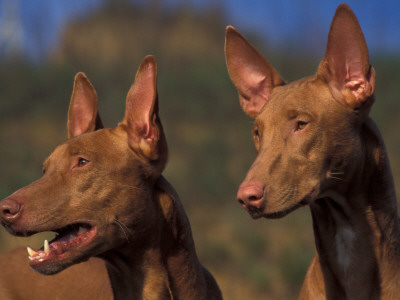 Domestic Dogs, Two Pharoah Hounds by Adriano Bacchella Pricing Limited Edition Print image