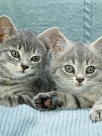 Domestic Cat, Two 8-Week Blue Tabby Kittens by Jane Burton Pricing Limited Edition Print image