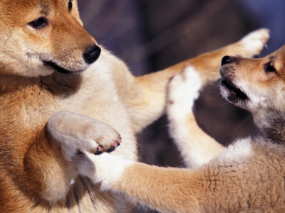 Domestic Dogs, Two Young Shiba Inus Playfighting by Adriano Bacchella Pricing Limited Edition Print image