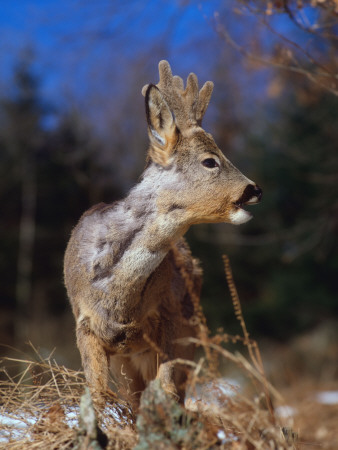 Roe Deer With Velvet Antlers (Capreolus Capreolus) Europe by Reinhard Pricing Limited Edition Print image