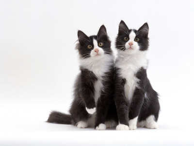 Domestic Cat, 12-Week Identical Brothers, Black-And-White Kittens by Jane Burton Pricing Limited Edition Print image