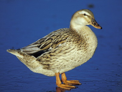 Mallard Duck Stanging On Ice, Uk by Colin Varndell Pricing Limited Edition Print image